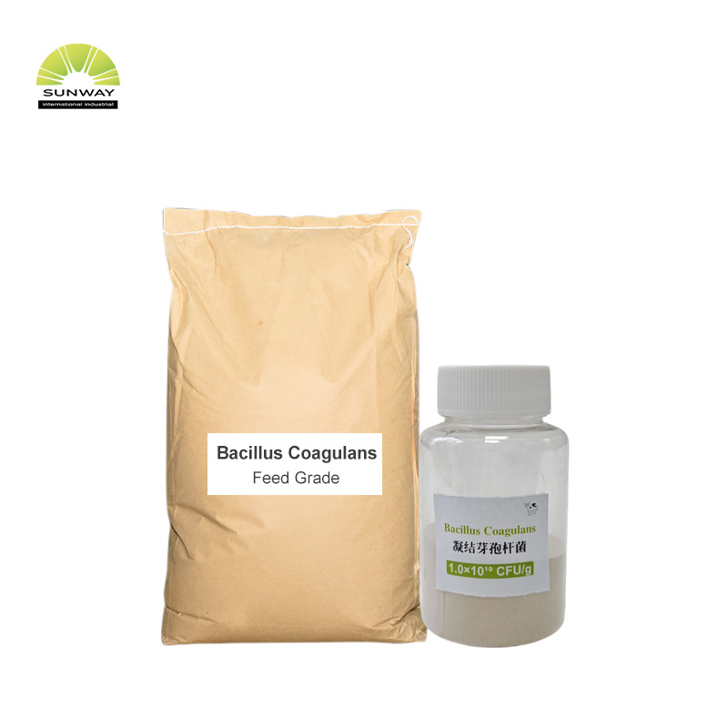 Polvere di Bacillus Coagulans probiotico di Bacillus Coagulans per pollame